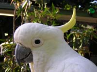 tina